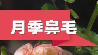 【屋檐园艺课堂】月季开花有异常，花心发绿似鼻毛