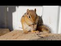 Baby chipmunk eats a dragonfly.