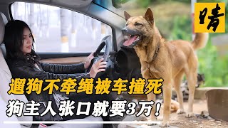 狗不牽繩被撞死，狗主人張口就要3萬，交警：肇事逃逸扣押車輛 #奇闻