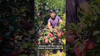 KİREPSON OLMA🍎 KOʻCHATLARI🌱 SOTUVDA TEL+998959515353+998908411161 #fruit #rek #baki #fruitgarden