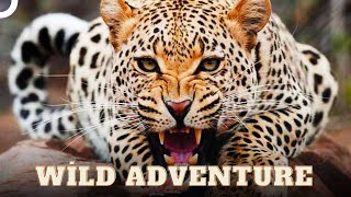 Graceful and Powerful Predators of the Wild | Wild Ones Episode 9 | Animal Documentary