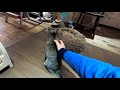 【寝る前に見る猫動画】猫プロレスや膝乗り猫ナレーションオフ【保護猫カフェ】healing videos surrounded by cats