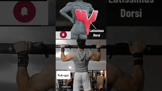 سه حرکت اصلی واسه عضلات پشت(زیربغل)🙌Three main movements for back muscles🙌