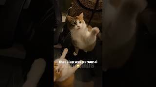 😂funny animal videos that i found for you #71😂