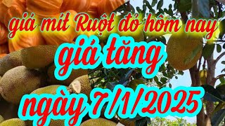 giá mít hôm nay ngày 7/1/2025