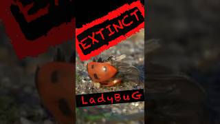 Where are the Ladybugs? Convergent lady beetle #shorts #garden #gardening #ladybug