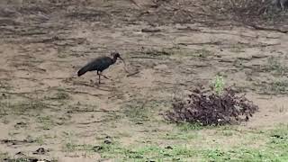 Walking Ibis bird to flying !