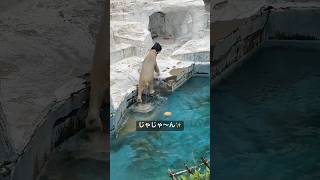 そこから何が見えるのかな～  ホッキョクグマのホウちゃん  《天王寺動物園》