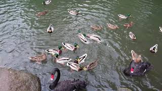 餌の取り合いでケンカする🦆黒い白鳥とカモ達‼️【 埼玉県智光山公園 こども動物園】