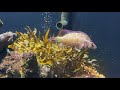 【おさかな図鑑】ハオコゼのいる水族館＠新潟市水族館マリンピア日本海