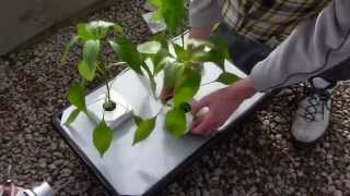 Planting 3 Chili plants into a GT205