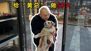 快过年了，给我们“黄总”做个SPA