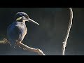 Kingfisher and Platypus Hunt Together | Seven Worlds, One Planet | BBC Earth