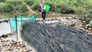 Girl trapping fish with a net, catching fish in the big river | Mai Hieu.