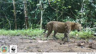 自動撮影カメラが捉えたヒョウの映像