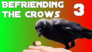 Befriending the Crows - Part 3: Hand Feeding?