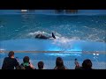 ДЕЛЬФИНАРИЙ В САНАТОРИИ ОКЕАН dolphinarium of ocean medical center vladivostok