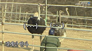 타조 울음소리를 들어본 적이 있으신가요?🤔 타조는 울 때 【　         　】다｜KBS 스펀지 050326 방송