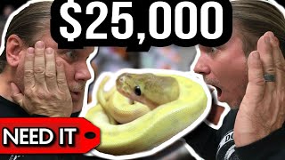 $20 vs $25,000 BALL PYTHON!! What's the DIFFERENCE?? | BRIAN BARCZYK