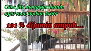 Cara Mengajari Konin Makan Kroto