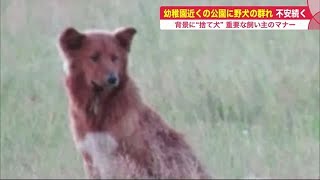 シカ襲う“野犬” わなにもかからず住民の不安続く… 背景には捨て犬問題も 飼い主の責任問われる (22/09/08 20:55)