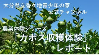 国東半島の農業を知ろう!!「カボス収穫体験」