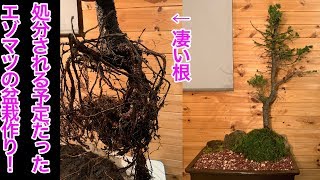 処分すると言うことで譲りうけたエゾマツ！根が鉢の形に！How to create a Yezo spruce bonsai 蝦夷松