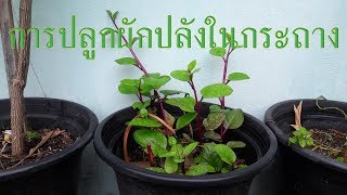 ปลูกผักปลังม่วงในกระถาง|ชวนไปรีแลกซ์ในสวน