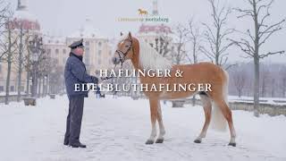 Trailer Hengstpräsentation Moritzburg 2021: Haflinger, Kaltblüter und Schwere Warmblüter