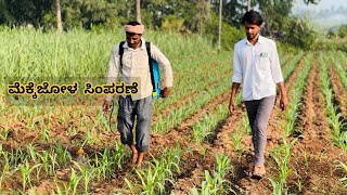 ಮೆಕ್ಕೆಜೋಳ  ಸಿಂಪರಣೆ | maize farm in Karnataka 🌽 | annadata