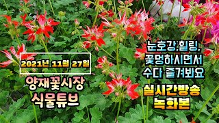 2021년 11월 27일 토요일  예쁜식물 보면서  수다떨어봐요 #양재꽃시장 #식물튜브