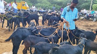 மேச்சேரி ஆடு சந்தை, சேலம் - Wednesday Goat market | Goat Market in Tamil #goatmarket #goatfarming