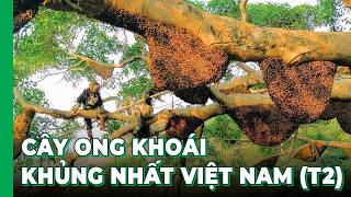 Hải SAPA TV cùng đội thợ ong kịch tính tiếp cận CÂY ONG KHOÁI HƠN 130 TỔ KHỦNG NHẤT VIỆT NAM