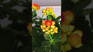 Longevity flower blooming time-lapse photography 2023-0224