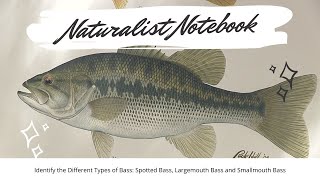 Naturalist Notebook - Identifying Bass (Spotted, Largemouth \u0026 Smallmouth)