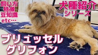 犬種紹介シリーズ・ブリュッセルグリフォンの魅力【#80】