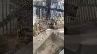 琉の夏♦③ジャガー・ハクくん♦ハートをつかめ・Jaguar・・・沖縄こどもの国・Okinawa Zoo \u0026 Museum(20210520)