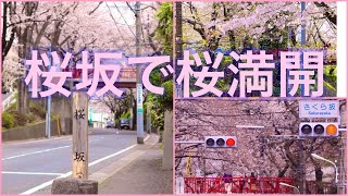 桜坂で桜満開！