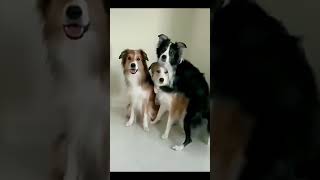 Funny Animal Videos P🤣🤣 #meme #memes #shorts #funnyanimals #laugh #4k#fyp #viral #cute #dog #cat