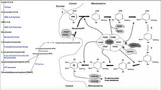 Coenzyme Q | Biosynthesis, Function, \u0026 Clinical Implications