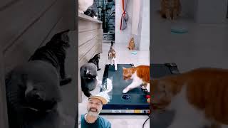 #kitten #cat #catlover #funny #dagelan #subscribe #shorts #viral #shortvideo