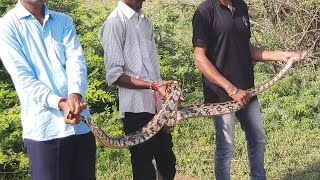 અજગર (બિન ઝેરી સાપ )Indian Python, Indian Rock Python(Python molurus)