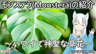 【日刊動画】 モンステラ(Monstera)の花言葉【2019年12月15日】