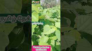 இவ்வளவு பெரிய கன்று வெறும் ₹20 ரூபாய் தாங்க / குமிழ் தேக்கு மரம் கன்றுகள் #உழவர்_பாதை