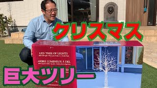 社長の自宅の庭に大きなクリスマスツリーを飾ろう