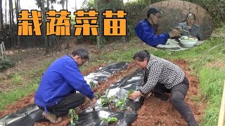 把买的各种蔬菜苗全部栽完后，吃道简单的鸡蛋汤【幺妈和幺叔】