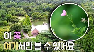 이거 알면 최소 꽃 덕후! 오직 경상북도 수목원에서만 볼 수 있음 ｜210826 전국시대 우리숲 이야기