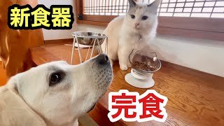 厳選した新食器(犬用猫用)ガッツリ食べてくれました