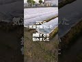 茄子作り　トンネル管理2023年4月18日 火 ナス 農業 家庭菜園