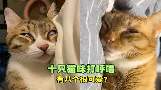 宠物解说：十只猫咪打呼噜，有八个很可爱？